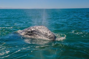 Gray Whale Watching