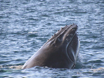 Whale Watching, Oceanside, CA