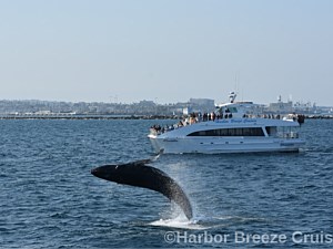 Humpback Whale Watching