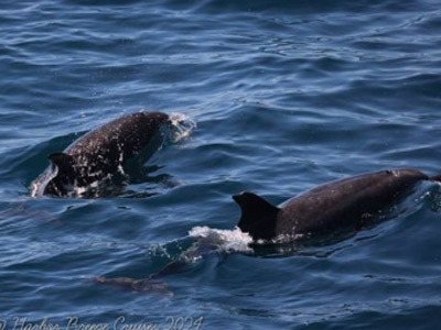 Whale Watching Tour, Long Beach, CA