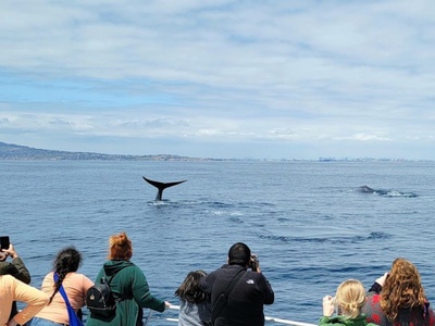 Whale Watching Tour, Long Beach, CA